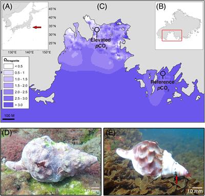 Dissolution: The Achilles’ Heel of the Triton Shell in an Acidifying Ocean